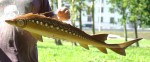 рыба из дерева на заказ осетр3D